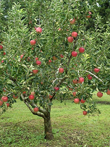 TriStar Plants - Pink Lady Apple Tree, 1 Gallon Pot - Healthy Established Roots, Young Tree, Easy Tree, Edible Fruit, Semi-Dwarf, Crisp Apple,