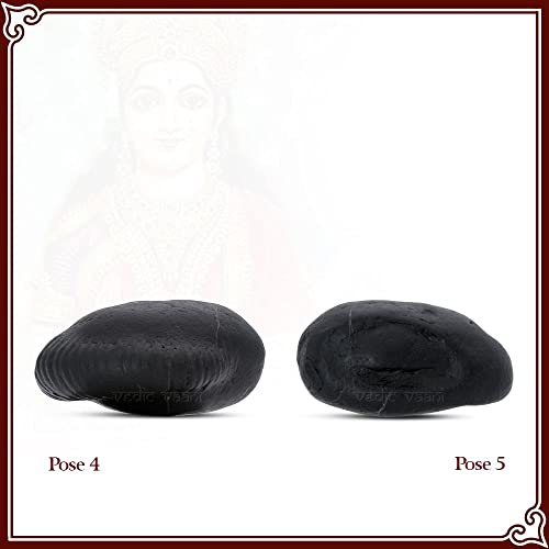 Vedic Vaani Sacred Varaha Lakshmi Laxmi Shankhu Shaligram Shila (Pack of 4)