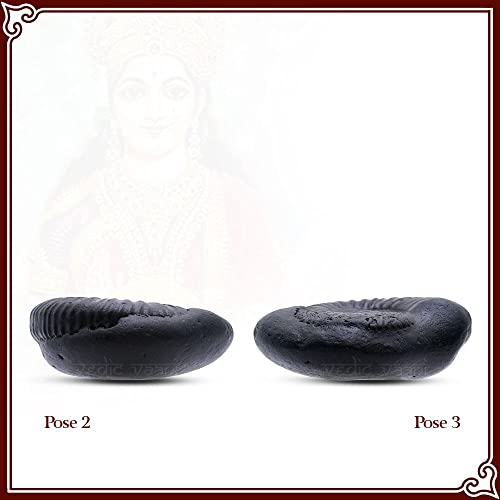 Vedic Vaani Sacred Varaha Lakshmi Laxmi Shankhu Shaligram Shila (Pack of 4)