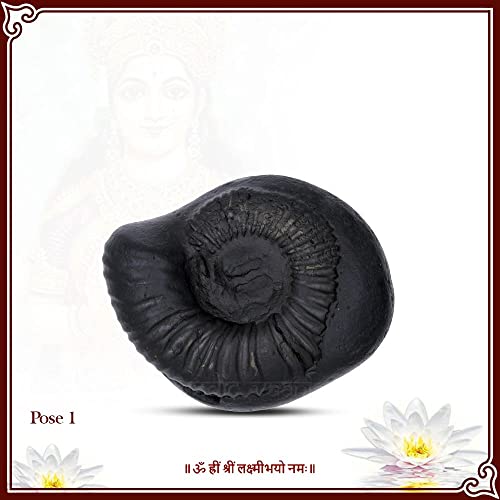 Vedic Vaani Sacred Varaha Lakshmi Laxmi Shankhu Shaligram Shila (Pack of 4)