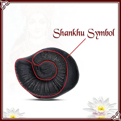 Vedic Vaani Sacred Varaha Lakshmi Laxmi Shankhu Shaligram Shila (Pack of 4)