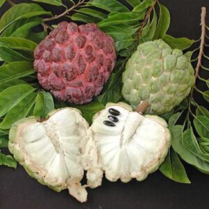 CHUXAY GARDEN Annona Cherimola-Purple Cherimoya,Custard Apple,Sugar Apple Tree 10 Seeds Survival Gear Food Seeds