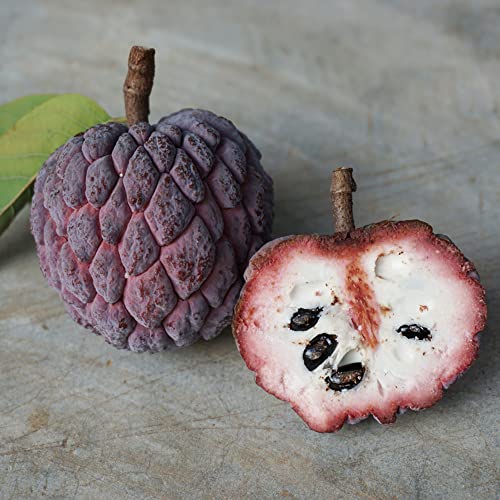 CHUXAY GARDEN Annona Cherimola-Purple Cherimoya,Custard Apple,Sugar Apple Tree 10 Seeds Survival Gear Food Seeds