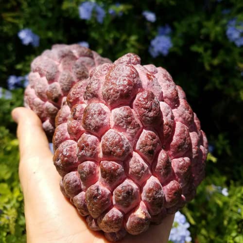 CHUXAY GARDEN Annona Cherimola-Purple Cherimoya,Custard Apple,Sugar Apple Tree 10 Seeds Survival Gear Food Seeds