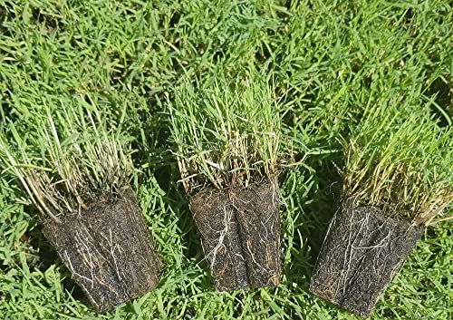 Tahoma 31 Bermuda Grass Plugs 100 Large Plugs Fast Growing Low Maintenance Green — 🛍️ The 2530