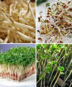alfalfa sprout seed, sprouts, heirloom, 100 seeds. non-gmo