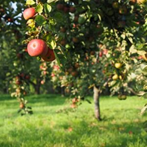 300Pcs|Apple Tree Seeds for Planting|Healthy，Sweet，Delicious（NOTSWOH）