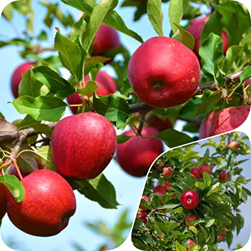 300Pcs|Apple Tree Seeds for Planting|Healthy，Sweet，Delicious（NOTSWOH）