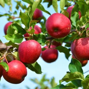 300Pcs|Apple Tree Seeds for Planting|Healthy，Sweet，Delicious（NOTSWOH）