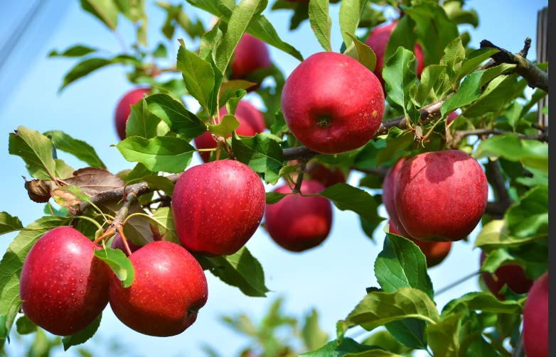 300Pcs|Apple Tree Seeds for Planting|Healthy，Sweet，Delicious（NOTSWOH）