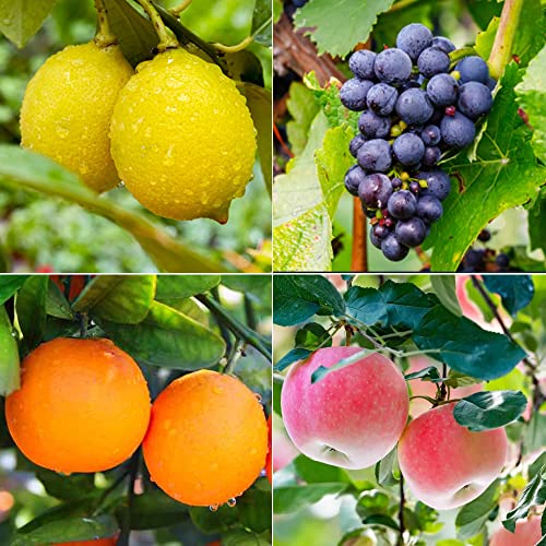 Dichmag Fruit Seeds Including Apple, Grape, Orange, Lemon in Individual Packs - 4 Varaieties Sweet Delicious Fruit Seeds for Planting, Yellow, 150.0 Count