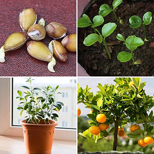 Dichmag Fruit Seeds Including Apple, Grape, Orange, Lemon in Individual Packs - 4 Varaieties Sweet Delicious Fruit Seeds for Planting, Yellow, 150.0 Count