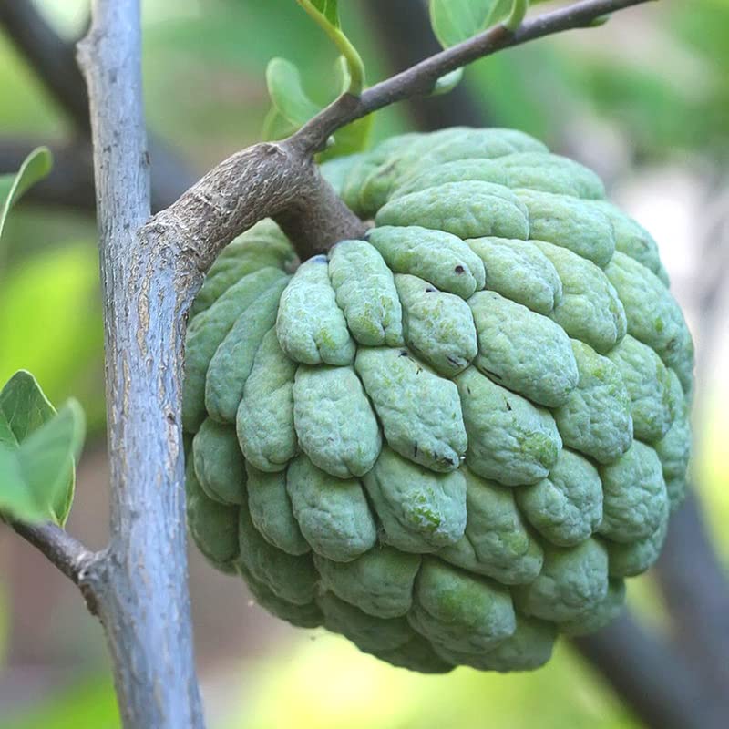 Annona Squamosa Sugar Apple Tree Live Plant - Sweetsop Asian Fruit 9-14" Tall