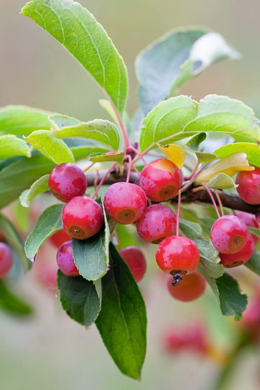 Sargent Crabapple Tree Live Plant 10-16" Tall DORMANT - Crab Apple Fruit - No Ship to CA, HI