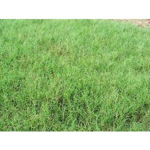 Giant Bermuda Grass Seed (Coastal Bermuda Alternative) (10 lbs.)