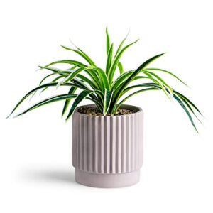 realistic faux fern plant in a ceramic pot – one boxed - décor for indoor plants – suitable for office, desk, table, and house – decorative, potted plants – the home