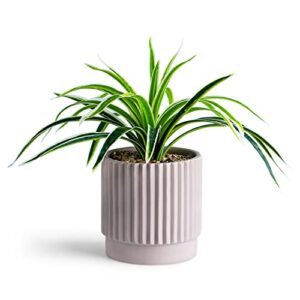 Realistic Faux Fern Plant in a Ceramic Pot – One Boxed - Décor for Indoor Plants – Suitable for Office, Desk, Table, and House – Decorative, Potted Plants – The Home