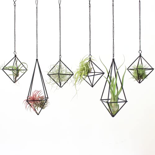 SZRUIZFZ Black Metal Air Plant Hanger, Tillandsia Air Plants Holders Unique, Modern Air Fern Display Stand with Chains for Home Wall Decor,Octahedron Himmeli Geometric Decor, Home Decor Gifts (6Pcs)