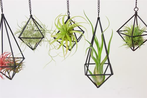 SZRUIZFZ Black Metal Air Plant Hanger, Tillandsia Air Plants Holders Unique, Modern Air Fern Display Stand with Chains for Home Wall Decor,Octahedron Himmeli Geometric Decor, Home Decor Gifts (6Pcs)