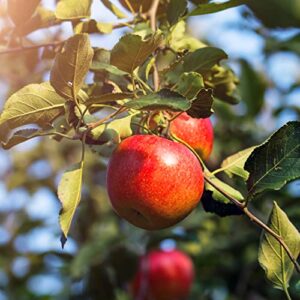 100 pcs apple seeds for planting, heirloom, non gmo