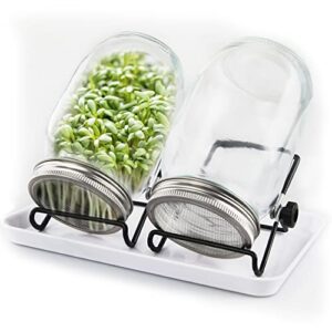 c crystal lemon sprouting jar kit – sprouts growing kit with 32oz glass sprouting jars with screen lids, jar stands, drip tray – indoor grow kit for alfalfa, beans, broccoli, microgreens