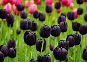 black "queen of the night" tulip bulbs - fresh bulbs for planting - ship from iowa, usa (10 bulbs)