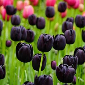 Black "Queen of The Night" Tulip Bulbs - Fresh Bulbs for Planting - Ship from Iowa, USA (10 Bulbs)