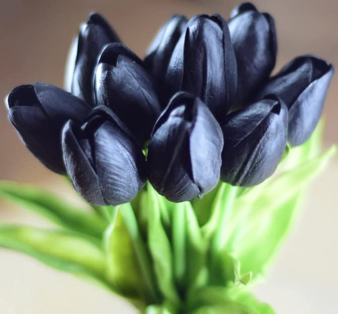 Black "Queen of The Night" Tulip Bulbs - Fresh Bulbs for Planting - Ship from Iowa, USA (10 Bulbs)