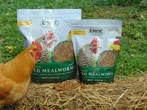 Dried Mealworms - 100% Natural, Non-GMO, High Protein, Bulk Insect Treat for Chicken, Laying Hen, Chick, Wild Bird, Bluebird, Duck, Goose, Turkey, Chickadee, Titmice, Wren, Reptile, Fish (10 lb.)