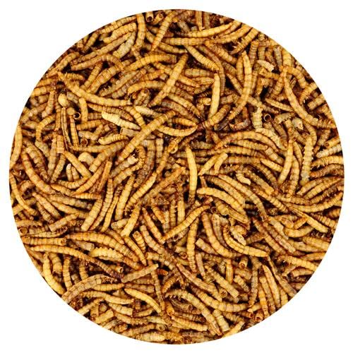 Dried Mealworms - 100% Natural, Non-GMO, High Protein, Bulk Insect Treat for Chicken, Laying Hen, Chick, Wild Bird, Bluebird, Duck, Goose, Turkey, Chickadee, Titmice, Wren, Reptile, Fish (10 lb.)