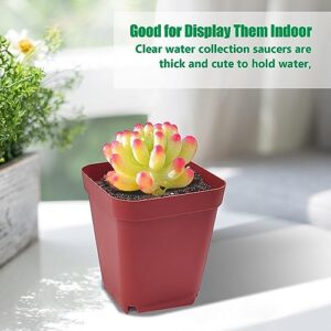 RooTrimmer 120-Pack 2.7"x2.7" Square Plastic Nursery Pot 3" Deep Succulent Pots Small Flower Planter Seeds Starter Pots with Drainage (Green,Black,Red 40pcs Each)