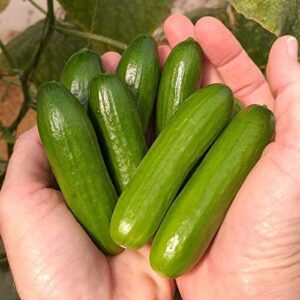 mini-me cucumber seeds | 10+ seeds | grow your own food | mini vegetable seeds for planting