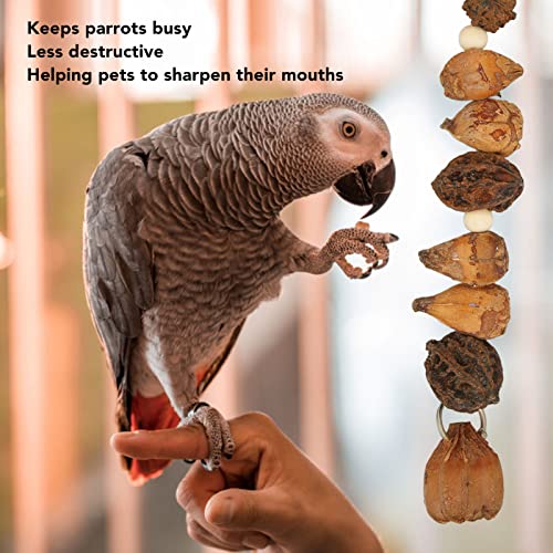 Nuts Chew Toy, Bird Chew Toys, Parrot Toys Grinding Mouth Bite Resistance Logs Natural Nuts Hanging Parrot Chew Toys Bird Toys for Parrots Budgies Macaws