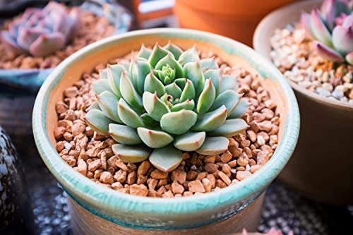 800pcs Mix Rare Succulent Seeds for Planting, DIY Bonsai Ornamental Plant, Non-GMO Open Pollinated Seeds