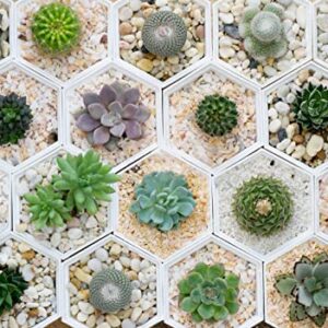 800pcs Mix Rare Succulent Seeds for Planting, DIY Bonsai Ornamental Plant, Non-GMO Open Pollinated Seeds