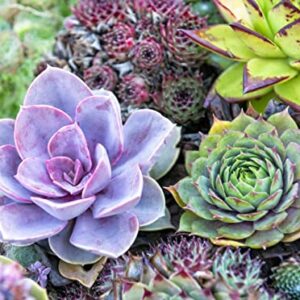 800pcs Mix Rare Succulent Seeds for Planting, DIY Bonsai Ornamental Plant, Non-GMO Open Pollinated Seeds