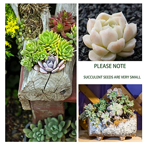 800pcs Mix Rare Succulent Seeds for Planting, DIY Bonsai Ornamental Plant, Non-GMO Open Pollinated Seeds