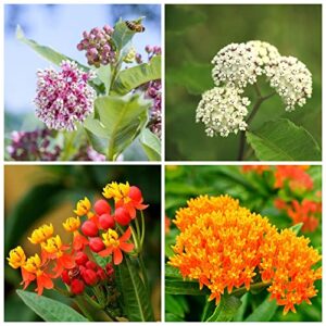 800+ butterfly milkweed seeds for planting, swamp milkweed(asclepias curassavica) 4 pack of 200 seeds each heirloom, non-gmo