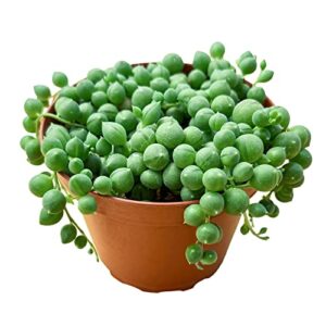 string of pearls (4-inch), succulents plants live, succulent plants fully rooted in pots with soil, easy-care house plant for diy, home office decor, wedding party favor gift
