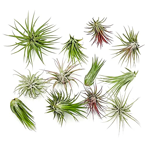 ragnaroc Air Plants - Tillandsia Ionantha Pack, Regular 1-3" - 12ct - Live Arrival Guaranteed - House Plants for Home Decor & Gift