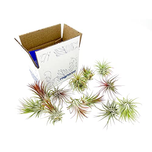 ragnaroc Air Plants - Tillandsia Ionantha Pack, Regular 1-3" - 12ct - Live Arrival Guaranteed - House Plants for Home Decor & Gift