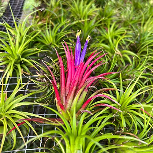 ragnaroc Air Plants - Tillandsia Ionantha Pack, Regular 1-3" - 12ct - Live Arrival Guaranteed - House Plants for Home Decor & Gift