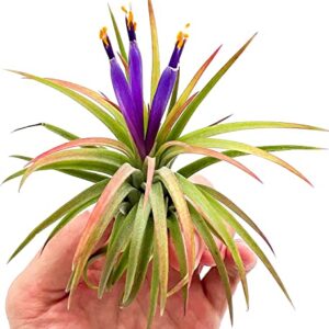 ragnaroc Air Plants - Tillandsia Ionantha Pack, Regular 1-3" - 12ct - Live Arrival Guaranteed - House Plants for Home Decor & Gift