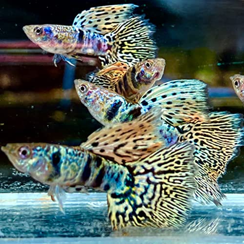 D&A Tropical Live Fish - Tiger King Cobra Guppy Live Fish, Male and Female Guppies Live Fish for Aquarium, Live Fish Freshwater (1 Trio (1 Male, 2 Female))