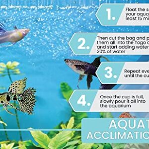 D&A Tropical Live Fish - Tiger King Cobra Guppy Live Fish, Male and Female Guppies Live Fish for Aquarium, Live Fish Freshwater (1 Trio (1 Male, 2 Female))