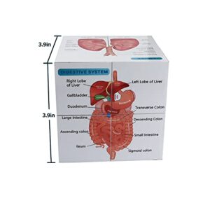 kaitnax Human Anatomical Poster Set Anatomy Study Cube Medical Student Learning Tool Anatomy Chart Set, 9 Parts Anatomy Heart, Muscular, Skeletal, Digestive, Circulatory etc. Gift Package 3.9"X3.9"