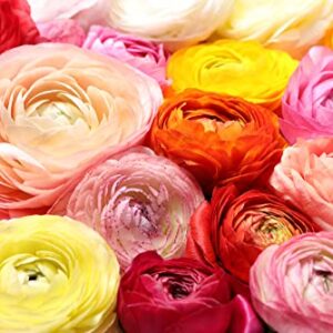 Ranunculus Mix Color Bulbs for Planting - Ships from Iowa, USA (20 Bulbs)