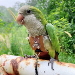 Bird Diaper Harness Flight Suit Clothes, Parrot Flight Suit with Leash for Parrot, Bird Flying Clothes with Rope and Handle for Outdoor Activities Training (with Leash,Green-cheeked Conure)