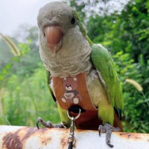 Bird Diaper Harness Flight Suit Clothes, Parrot Flight Suit with Leash for Parrot, Bird Flying Clothes with Rope and Handle for Outdoor Activities Training (with Leash,Green-cheeked Conure)