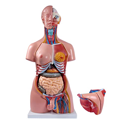 breesky Human Body Model Anatomy Torso Life Size Unisex Doll Medical Torso 23 Removable Parts 33.4 inch Education Organs Model for Medical Students Science Learning Study
